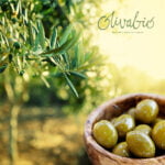 Drzewo oliwne - Oliwki - OlivaBIO